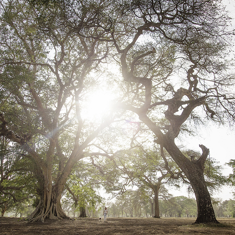 Trees on the Manyatta estate